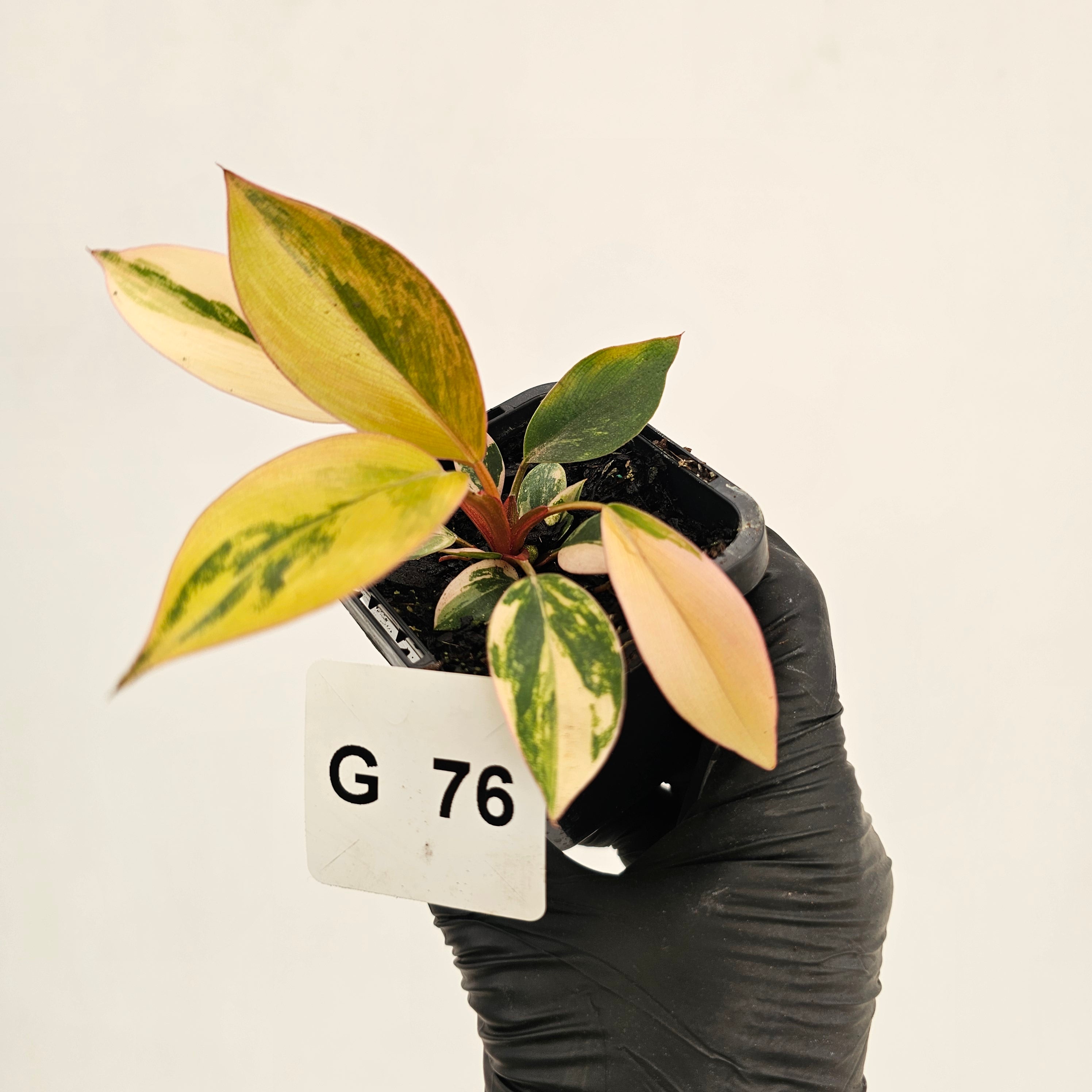 philodendron rojo congo yellow leaves Philodendron 'Rojo Congo Variegated'