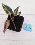 Alocasia Amazonica bambino Variegata