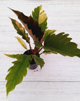 Philodendron serratum Caramel Marble