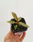 Philodendron 'Orange Princess'