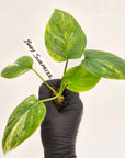 Homalomena rubescens Variegata - Bare Bottom Baby