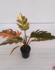 Philodendron serratum Caramel Marble