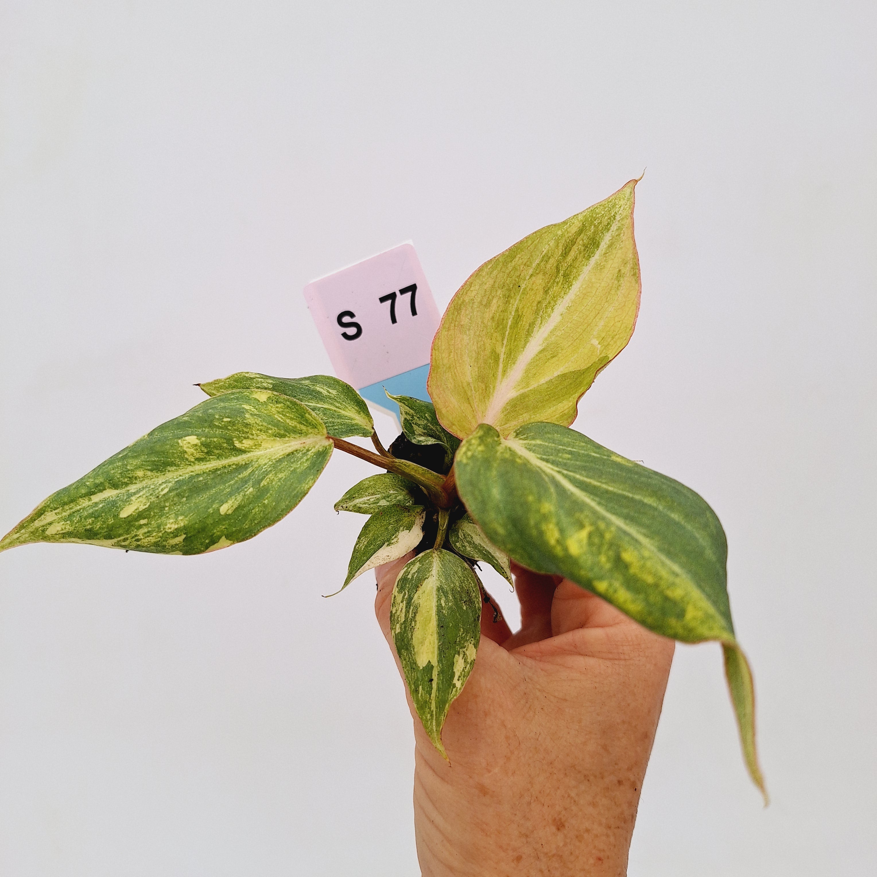 Philodendron gloriosum  variegata - Bare Bottom Baby
