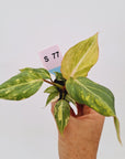Philodendron gloriosum  variegata - Bare Bottom Baby