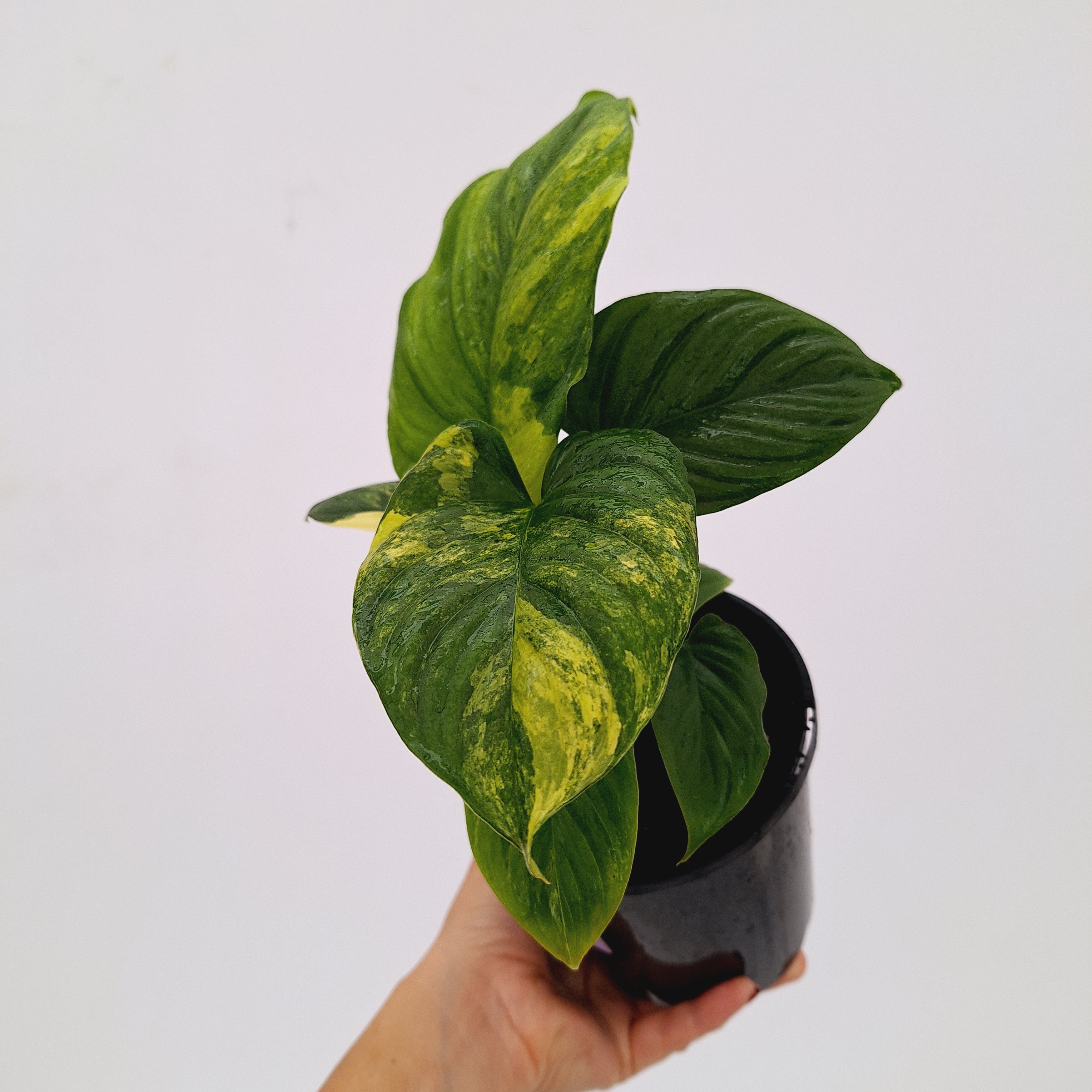 Homalomena rubescens Variegata