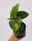 Homalomena rubescens Variegata