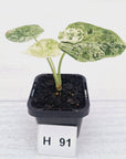 Alocasia baginda ‘Dragon Scale Mint'