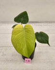 Monstera Deliciosa 'Mint'