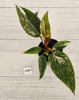 Philodendron 'Pink Princess Galaxy Marble' Sport