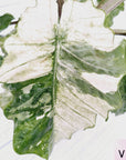 Alocasia odora x portei Low Rider Variegata - SALE