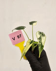 Alocasia Amazonica bambino Variegata - Bare Bottom Baby