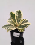 Ficus lyrata Variegata