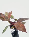 Philodendron 'Orange Princess' - FLASH SALE