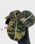 Alocasia reginula 'Black Velvet variegata'