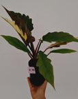 Philodendron serratum Caramel Marble