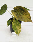 Alocasia ‘wentii’ Variegated