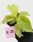 Philodendron giganteum Blizzard - SALE