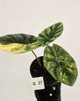 Alocasia sinuata Variegata
