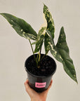 Alocasia ‘Simpo Albo’ Variegata - SALE