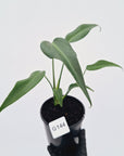 Monstera 'Burle Marx's Flame'