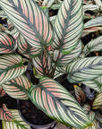 Calathea majestica 'Albo-lineata'