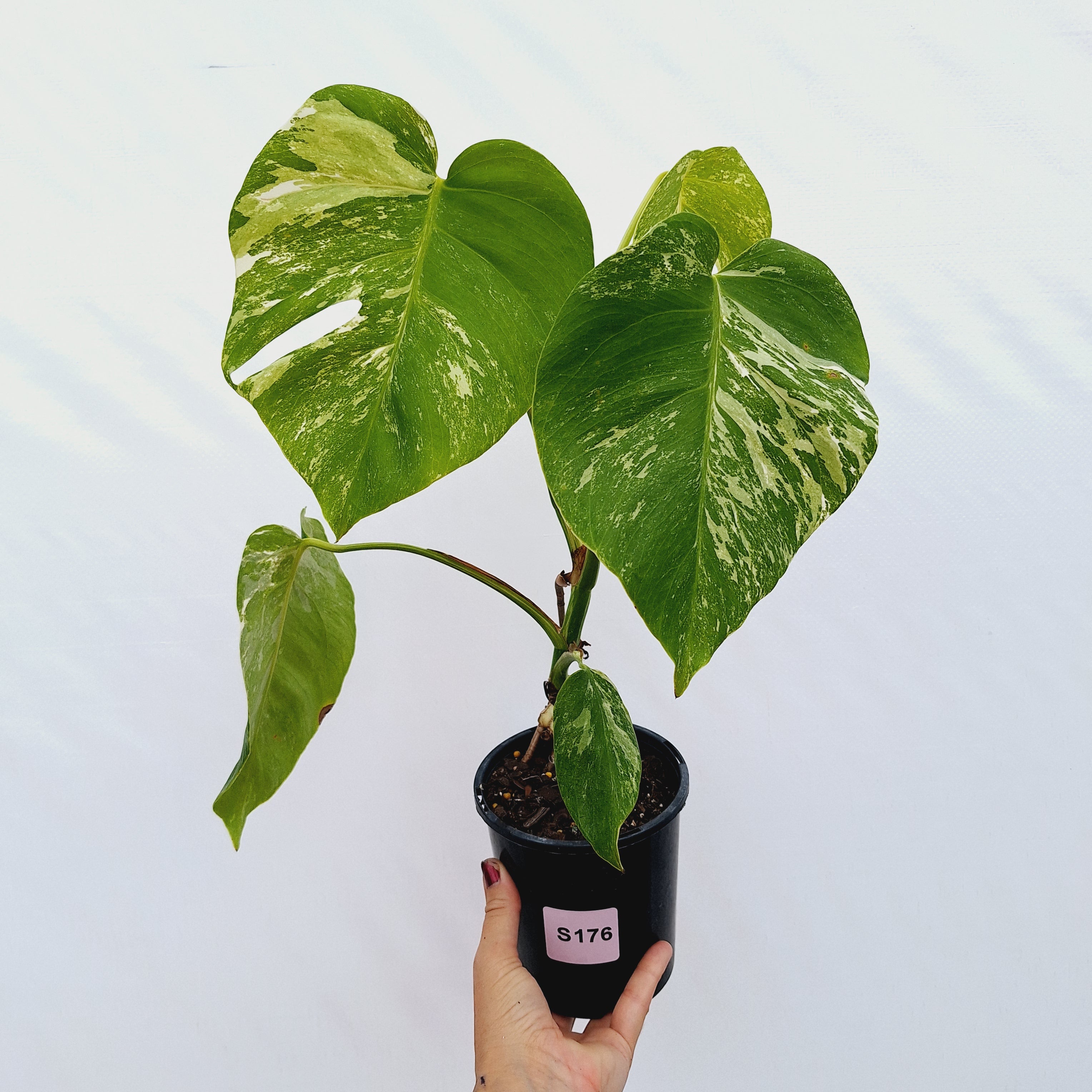 Monstera borsigiana 'Albo'