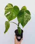 Monstera borsigiana 'Albo'