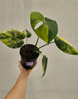 Monstera deliciosa Aurea 'Yellow Marilyn'