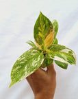 Philodendron green Congo variegata (Nuclear) -Bare Bottom Baby