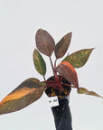 Philodendron 'Orange Princess' - FLASH SALE