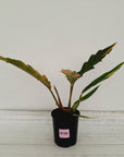 Philodendron serratum 'Caramel Marble'