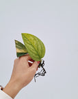 Monstera karstenianum Peru Variegata - Bare Bottom Baby