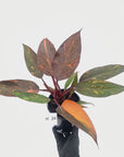 Philodendron 'Orange Princess' - FLASH SALE