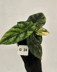 Alocasia sinuata Variegata