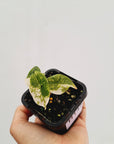 Alocasia Nairobi Nights Variegated