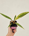 Philodendron serratum 'Caramel Marble' -flash sale