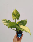 Alocasia odora ‘California Tri-Colour’