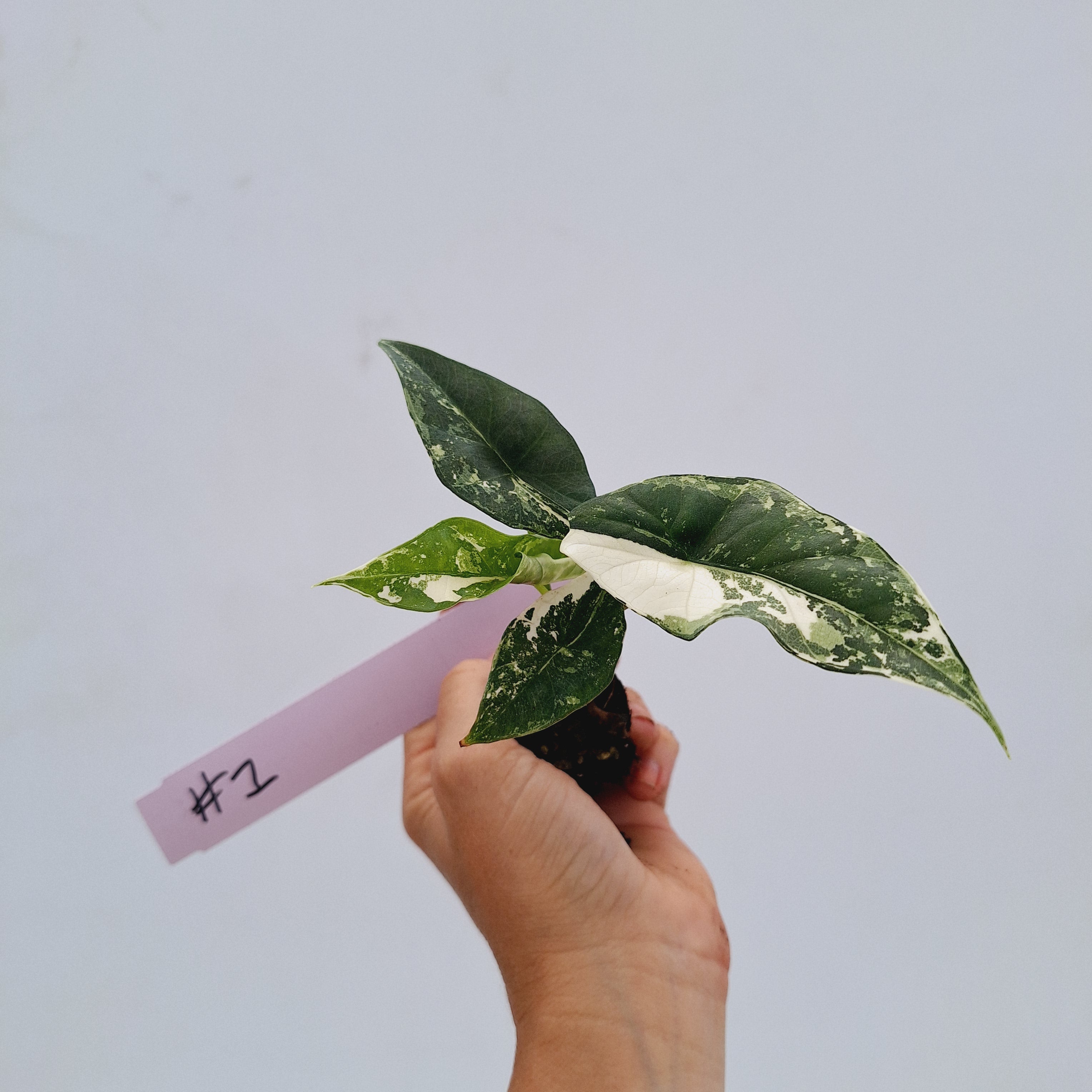 Alocasia 'Simpo' Albo Variegata- Bare Bottom Baby⁷