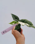 Alocasia 'Simpo' Albo Variegata- Bare Bottom Baby⁷