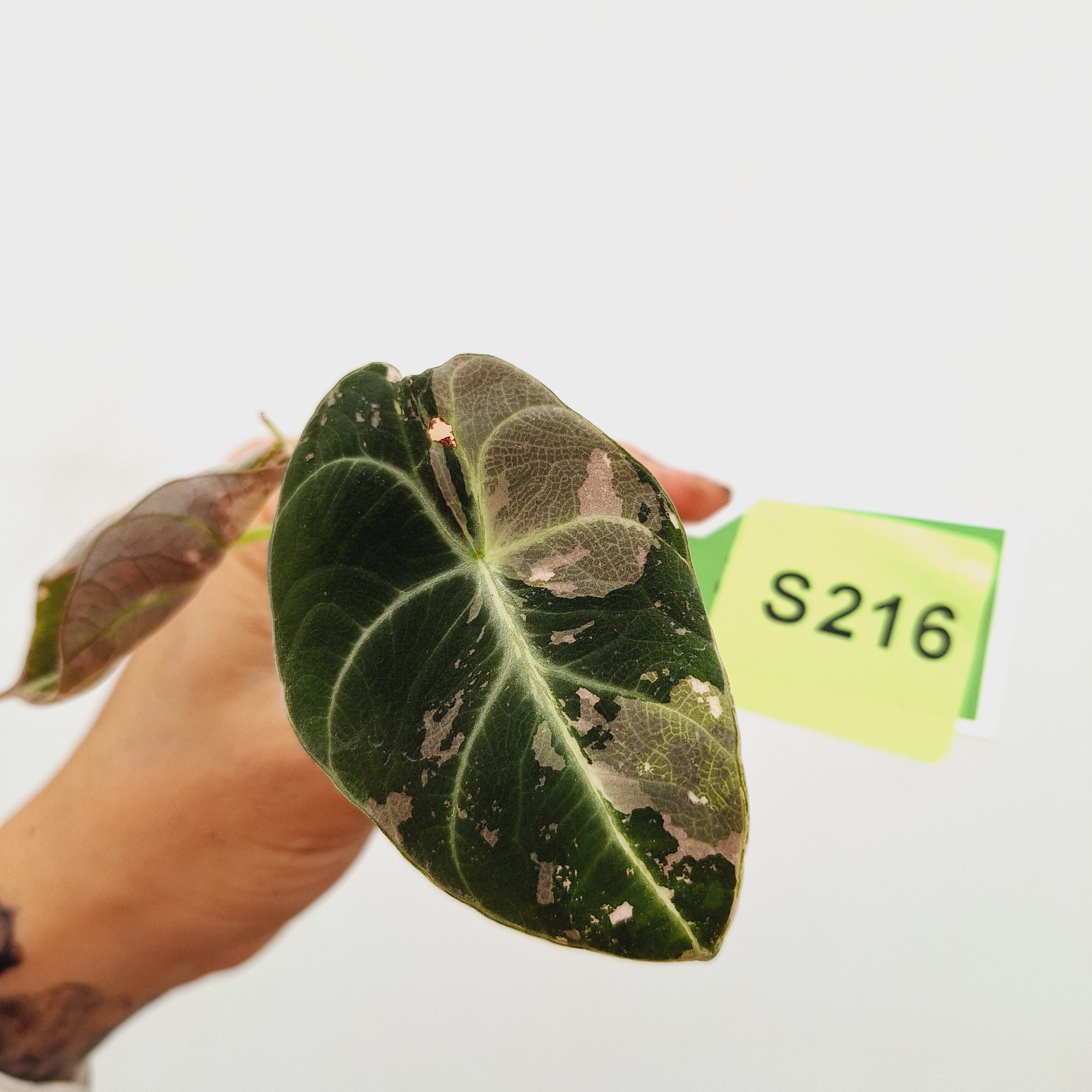 Alocasia reginula 'Black Velvet variegata'- Bare Bottom Baby