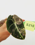 Alocasia reginula 'Black Velvet variegata'- Bare Bottom Baby