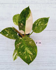 Philodendron Green Congo Variegata (Nuclear)