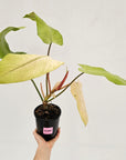 Philodendron 'Whipple Way' SALE