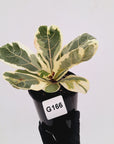 Ficus lyrata Variegata
