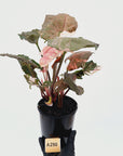 Syngonium podophyllum ' Strawberry Ice Galaxy'