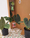 Anthurium Luxurians 125mm Gift Box - Christmas Pre-Order