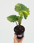 Alocasia Portora Variegata