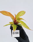 Philodendron Prince of orange variegated