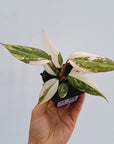 Philodendron gloriosum variegata