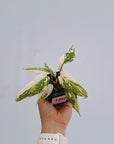 Philodendron gloriosum variegata